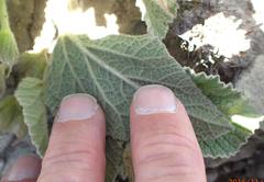 Hermannia geniculata