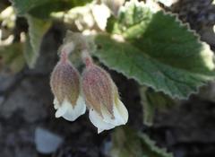 Hermannia geniculata