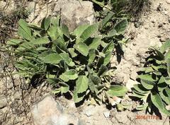 Hermannia geniculata