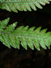 Triplophyllum dicksonioides