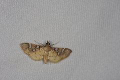 Cotachena pubescens