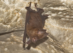 Hipposideros armiger