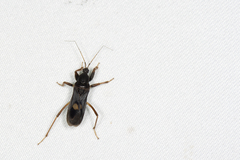 Ectomocoris atrox