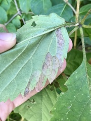 Phyllocnistis ampelopsiella