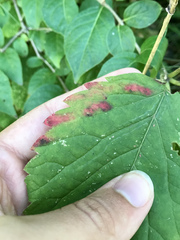 Phyllocnistis ampelopsiella