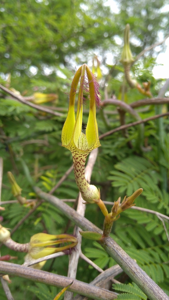 Ceropegia juncea, Lalitha Mahal Palace Hotel