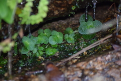 Chrysosplenium oppositifolium