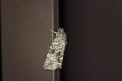 Blenina quinaria