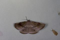 Sarcinodes yaeyamana