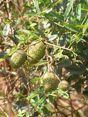 Maerua juncea crustata