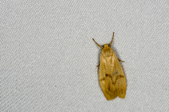 Eilema ratonis