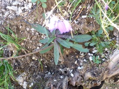 Campanula cespitosa