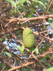 Maerua juncea crustata