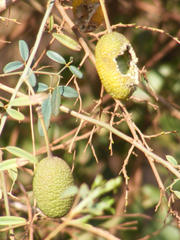 Maerua juncea crustata