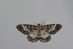 Pogonopygia nigralbata nigralbata