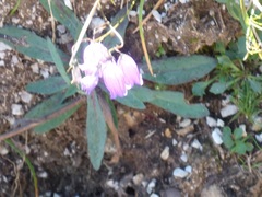 Campanula cespitosa