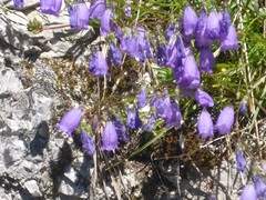 Campanula cespitosa