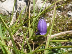 Campanula cespitosa