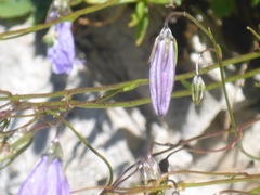 Campanula cespitosa