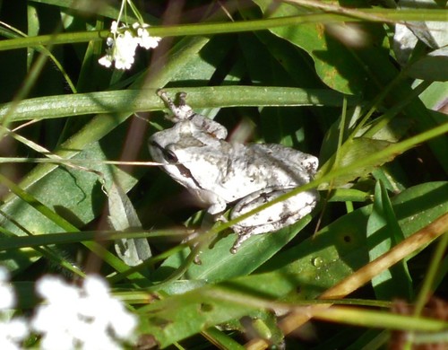 iNaturalist observation photo of Pacific chorus frog