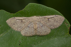 Perixera illepidaria