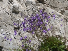 Campanula cespitosa