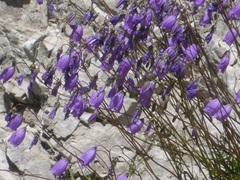 Campanula cespitosa