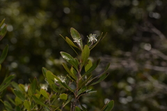 Leionema elatius beckleri