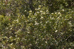 Leionema elatius beckleri