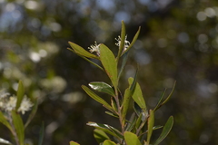 Leionema elatius beckleri
