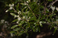 Leionema elatius beckleri
