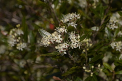 Leionema elatius beckleri