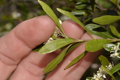 Leionema elatius beckleri