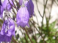Campanula cespitosa