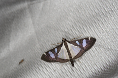 Glyphodes actorionalis