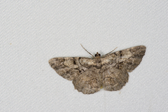 Psilalcis pulveraria