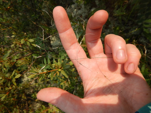 Stipa alpina iNat (3)