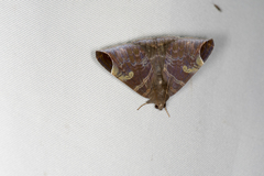 Pindara illibata