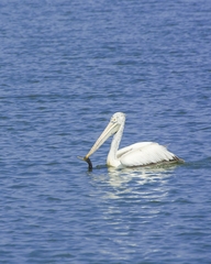 Pelecanus philippensis
