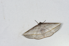 Sarcinodes aequilinearia