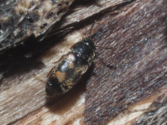 Litargus connexus