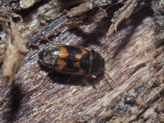 Litargus connexus