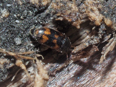 Litargus connexus