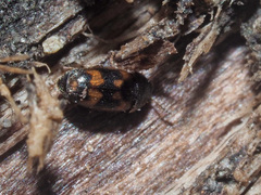 Litargus connexus