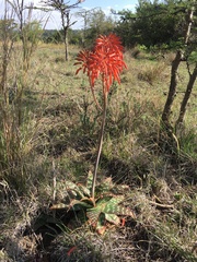 Aloe lateritia