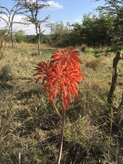 Aloe lateritia