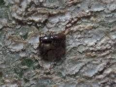 Crypturgus hispidulus