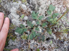 Corydalis paeoniifolia