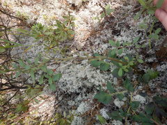 Corydalis paeoniifolia