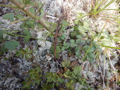 Corydalis paeoniifolia